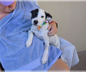 Mutt Dogs for adoption in McKinney, TX, USA