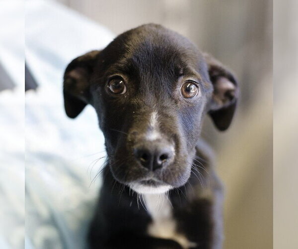 Medium Photo #1 Pointer Puppy For Sale in San Antonio, TX, USA