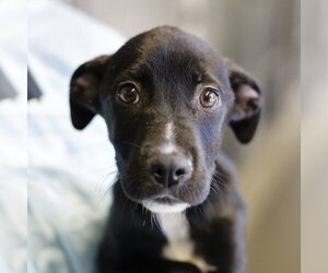 Pointer Dogs for adoption in San Antonio, TX, USA