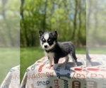 Small #4 Pomsky