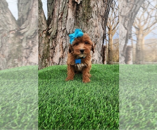 Medium Photo #1 Goldendoodle (Miniature) Puppy For Sale in INDIANAPOLIS, IN, USA