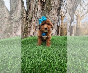 Goldendoodle (Miniature) Puppy for sale in INDIANAPOLIS, IN, USA
