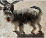 Small #2 Mutt