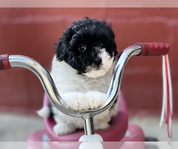 Medium Photo #3 Havapoo Puppy For Sale in DUNDEE, OH, USA