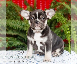 French Bulldog Puppy for sale in RONKS, PA, USA