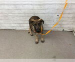 Small German Shepherd Dog