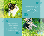 Image preview for Ad Listing. Nickname: Litter of 5