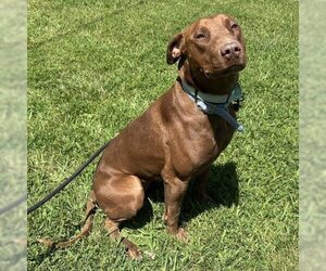 Doberman Pinscher-Labrador Retriever Mix Dogs for adoption in Hanford, CA, USA