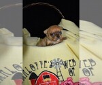 Small Photo #2 Chihuahua Puppy For Sale in HAMPTON, VA, USA