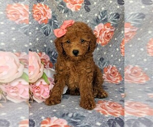 Poodle (Toy) Puppy for sale in PEACH BOTTOM, PA, USA