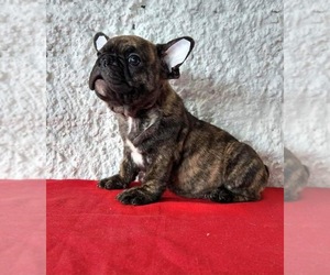 French Bulldog Puppy for sale in CHULA VISTA, CA, USA