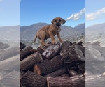 Small Photo #64 Rhodesian Ridgeback Puppy For Sale in MORONGO VALLEY, CA, USA