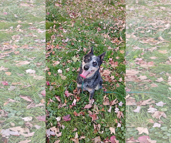 Medium Photo #7 Mutt Puppy For Sale in Garden City, NY, USA