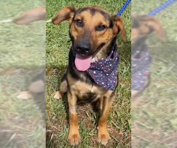 Medium Photo #6 Mutt Puppy For Sale in Rockaway, NJ, USA