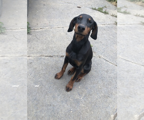 Medium Photo #14 Doberman Pinscher Puppy For Sale in AKRON, OH, USA