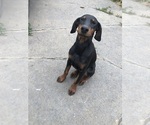 Small #13 Doberman Pinscher