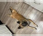 Small #1 German Shepherd Dog Mix