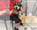 Small Mutt