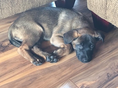 Medium Photo #31 Malinois Puppy For Sale in EAGLE POINT, OR, USA