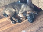 Small Photo #31 Malinois Puppy For Sale in EAGLE POINT, OR, USA
