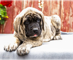 Small #11 Mastiff