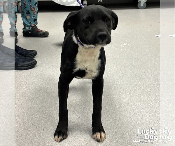 Medium Photo #2 Labrador Retriever-Retriever  Mix Puppy For Sale in Washington, DC, USA