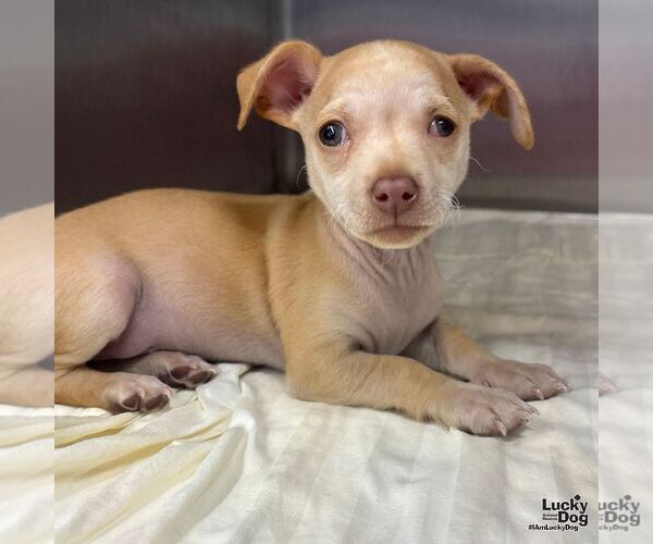 Medium Photo #1 Chihuahua-Unknown Mix Puppy For Sale in Washington, DC, USA
