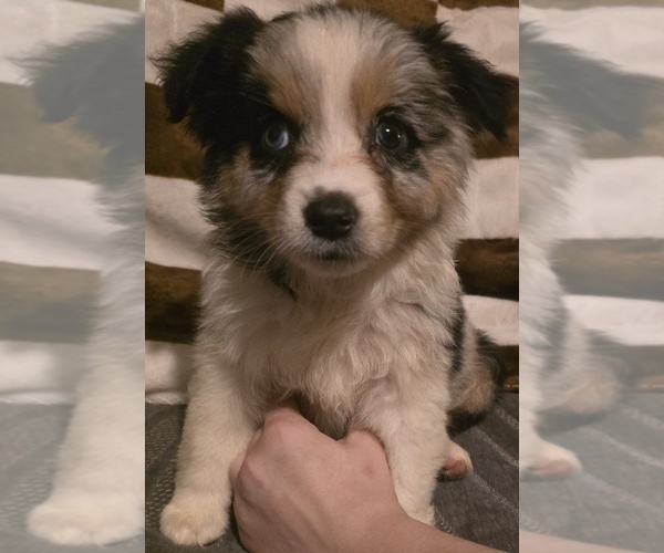 Medium Photo #8 Australian Shepherd Puppy For Sale in ROY, UT, USA