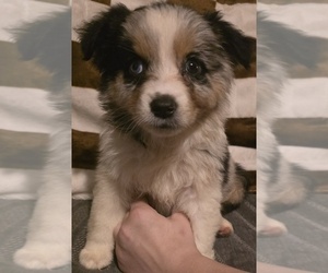 Medium Australian Shepherd