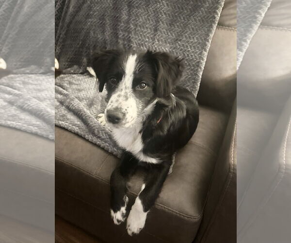 Medium Photo #2 Border Collie Puppy For Sale in Sandy, UT, USA