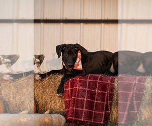 Timmy - Male Great Dane Dog for Adoption - Photo #3