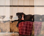 Small Photo #3 Great Dane Puppy For Sale in Mooresville, NC, USA