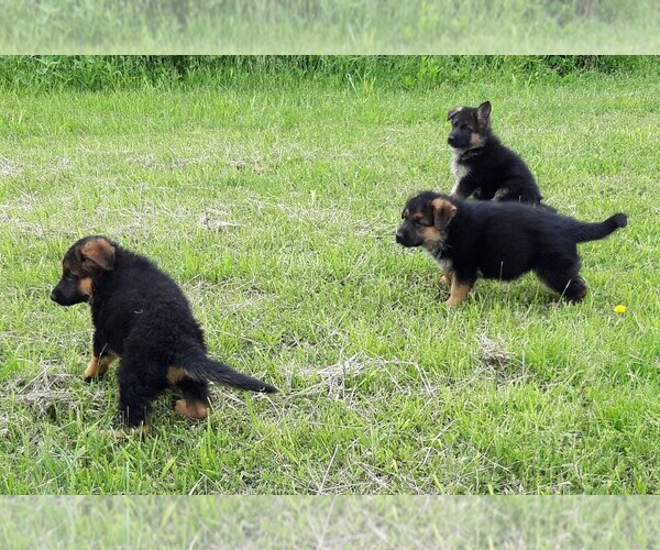 Medium Photo #5 German Shepherd Dog Puppy For Sale in MORRISVILLE, MO, USA