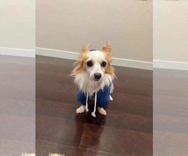 Medium Photo #4 Chion Puppy For Sale in Santa Clara, CA, USA