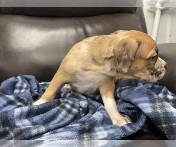 Medium Photo #105 American Bully Puppy For Sale in REESEVILLE, WI, USA