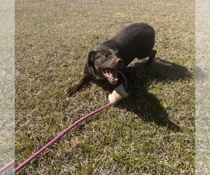 Lilah - Female Feist Terrier-Labrador Retriever Mix Dog for Adoption - Photo #2