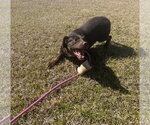 Small Photo #2 Feist Terrier-Labrador Retriever Mix Puppy For Sale in Monticello, MS, USA