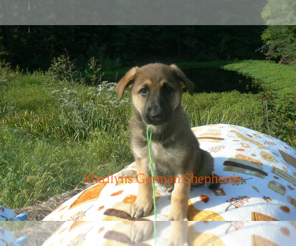 Medium Photo #2 German Shepherd Dog Puppy For Sale in PIEDMONT, MO, USA