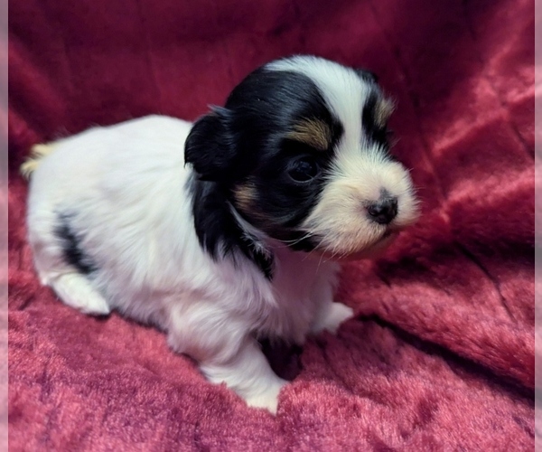 Medium Photo #2 Havanese Puppy For Sale in POST FALLS, ID, USA