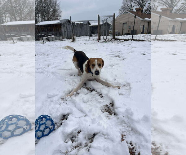 Medium Photo #5 Mutt Puppy For Sale in Rustburg, VA, USA