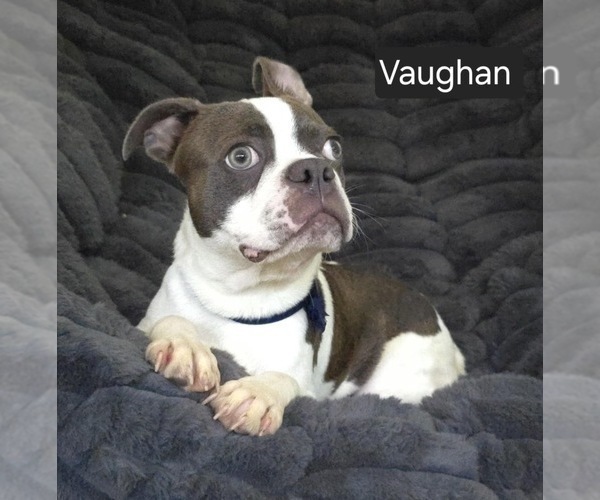Medium Photo #2 Boston Terrier Puppy For Sale in MINERAL WELLS, WV, USA