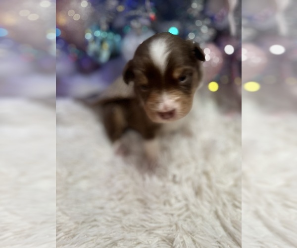 Medium Photo #23 Australian Shepherd Puppy For Sale in NEW BRAUNFELS, TX, USA