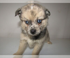 Pomsky Puppy for sale in MISHAWAKA, IN, USA