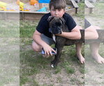 Small #2 Boxer