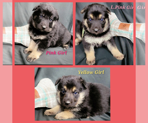 German Shepherd Dog Puppy for sale in CENTRALIA, OK, USA