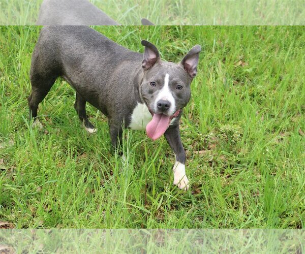 Medium Photo #2 American Bulldog-Unknown Mix Puppy For Sale in Jackson, MS, USA