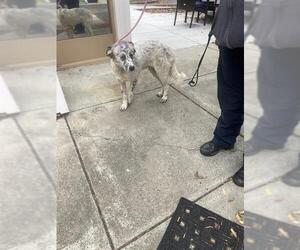 Australian Shepherd Dogs for adoption in Fremont, CA, USA