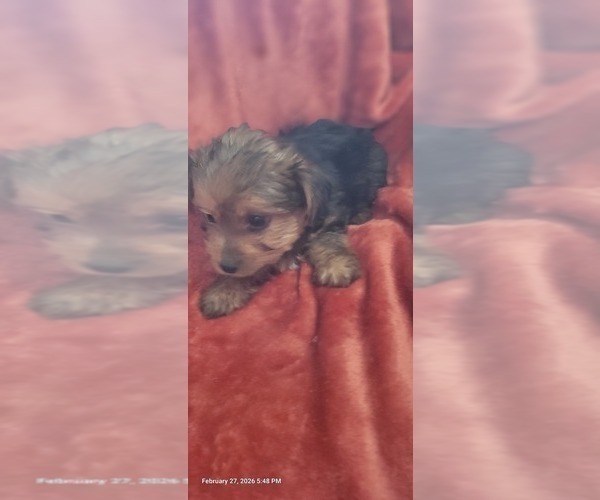 Medium Photo #32 Yorkshire Terrier Puppy For Sale in AKRON, OH, USA
