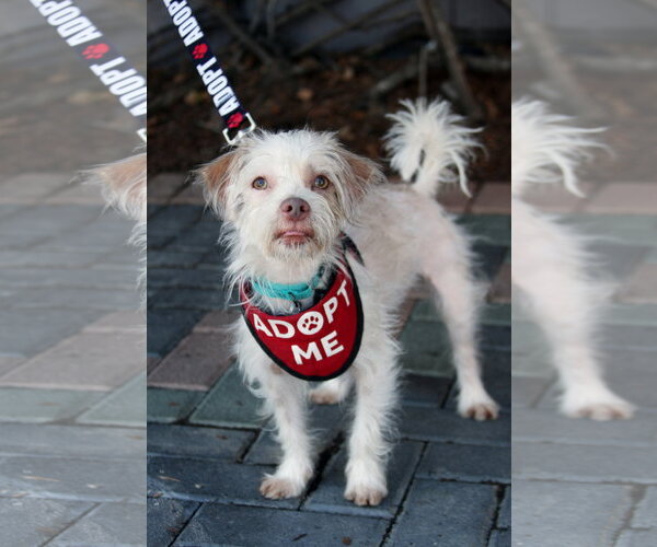 Medium Photo #3 Mutt Puppy For Sale in Mission Viejo, CA, USA