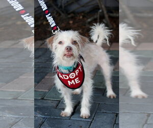 Freddie - Male Mutt Dog for Adoption - Photo #3